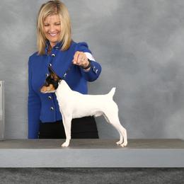 Toby - Toy Fox Terrier