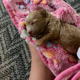 Dolly - Apricot female Maltipoo puppy in Lochbuie, Colorado from ABLE