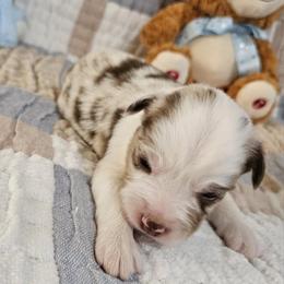 Miniature Australian Shepherd Puppies from Wee Aussies