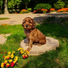 Girl 6- representative picture - Red Irish Doodle puppy in Madison, Wisconsin from Morningside Doodles