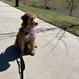 Whoodle Puppies from RockyRiverPups