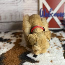 Miniature Schnauzer Puppies from Forever Schnauzers