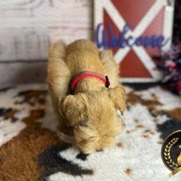 Miniature Schnauzer Puppies from Forever Schnauzers