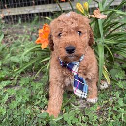 Greg - Red  male Goldendoodle puppy in Camden, North Carolina from Oopsie Doodles of NC