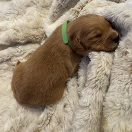 Golden Retriever Puppies from Tradershire Goldens