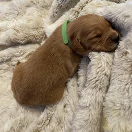 Golden Retriever Puppies from Tradershire Goldens
