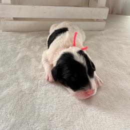 Reese's - Black and white female Bernedoodle puppy in Luana, Iowa from Country View Bernedoodles and Goldendoodles