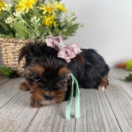 Teacup T-G - Black and tan female Yorkshire Terrier puppy in Dahalonega, Georgia from Country Dog Kennels.