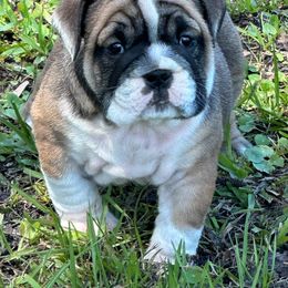 Elvis - Red Bulldog puppy in Lakeland, Florida from Love That Bulldog Hicks Family Division