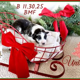 Unique - Blue merle female Miniature Australian Shepherd puppy in Madisonville, Texas from Flying LL Aussies