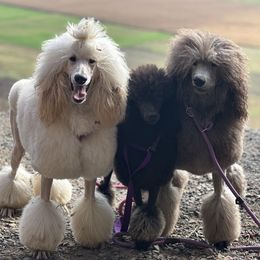 Collie, Poodle, and Shetland Sheepdog All Grown Up from Adiame Kennels