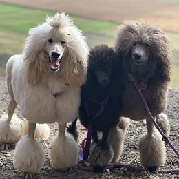 Collie, Poodle, and Shetland Sheepdog All Grown Up from Adiame Kennels