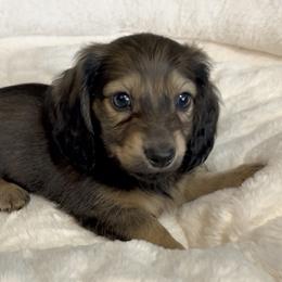Dejá's Shaded Cream Male (Darker) - Cream male Dachshund puppy in Kalama, Washington from Dazzling Doxies