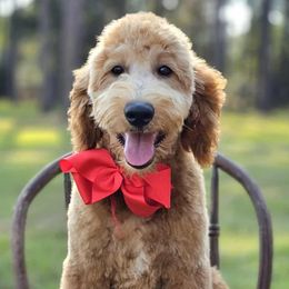 Wimberly's Red Boy - Apricot male Goldendoodle puppy in Kountze, Texas from Texas Doodles LLC