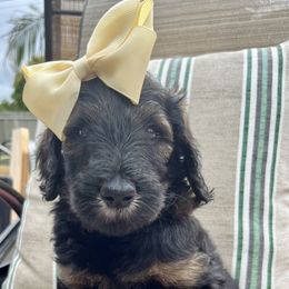 Girl 1 - Phantom Goldendoodle puppy in St. Lucie, Florida from A Doodle Life, LLC