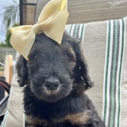 Girl 1 - Phantom Goldendoodle puppy in St. Lucie, Florida from A Doodle Life, LLC