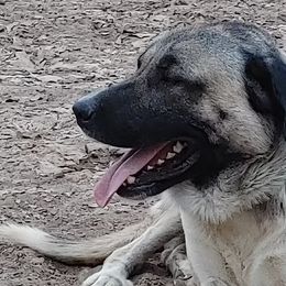 Anatolian Shepherd Dogs from Saddle Creek Shepherds