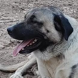Anatolian Shepherd Dogs from Saddle Creek Shepherds