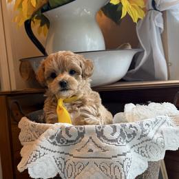 Boy 1 - Apricot male Maltipoo puppy in Cottondale, Florida from Pat’s precious puppies