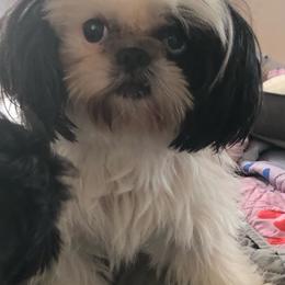 Me’a - Shih Tzu