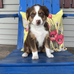 Toffie - Red tri female Miniature Australian Shepherd puppy in Shipshewana, Indiana from Shelli's Puppies