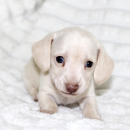 Maribel - Cream female Dachshund puppy in Fairfax, Iowa from Grayson’s Lovable Dachshunds
