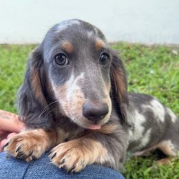 Blue dapple male ready to go - Dapple male Dachshund puppy in Cutler Bay, Florida from Dadecounty’s Dachshunds
