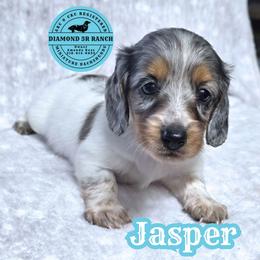 JASPER - Dapple male Dachshund puppy in Columbia, Louisiana from Diamond 5R Ranch AKC & CKC Miniature Dachshunds