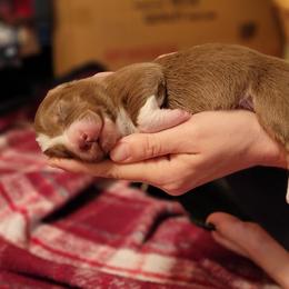 Australian Shepherd Puppies from Corbridge Aussies