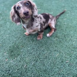 Dachshund Puppies from Bootheel Doxies