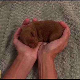 Ginger - Apricot female Schnoodle puppy in Cleveland, Tennessee from River and Pine Pups