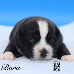 Bora - Black tri male Miniature Australian Shepherd puppy in Weeki Wachee, Florida from Arlington's Mini Aussies