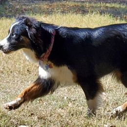 Australian Shepherds from Runnin Stars Australian Shepherds