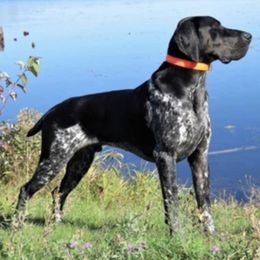 German Shorthaired Pointers from Willow Creek GSPs