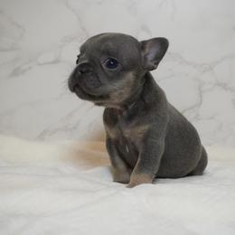 Tina - Blue female French Bulldog puppy in Citrus Heights, California from Cali Rooted Bullyz