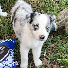 Boy 4 - Blue merle male Australian Shepherd puppy in Lakeland, Florida from Infinite Aussies