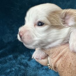 Papillon Puppies from WayMaker Papillons