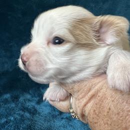 Papillon Puppies from WayMaker Papillons