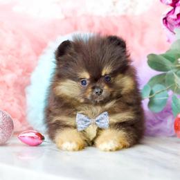 Harlyn- AKC Black and Tan - Black and tan male Pomeranian puppy in Santa Rosa, California from Cute California Poms