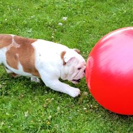 Bulldogs, Rottweilers, and Siberian Huskies from Kaniska Kennels