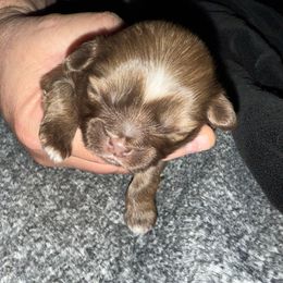 Boy 1 - Liver male Shih Tzu puppy in Statesville, North Carolina from Grimmly Blue’s Shih Tzus
