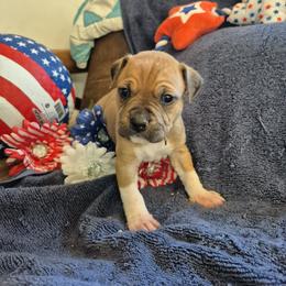 Little Red - Fawn female American Staffordshire Terrier puppy in Toledo, Ohio from Marketabulls N Staffs