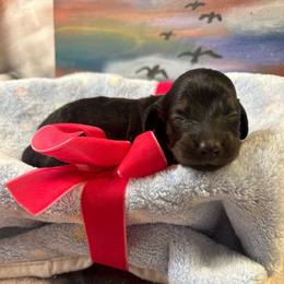 Ysabel - Black and cream female Dachshund puppy in Hensley, Arkansas from The Dachshund Barn