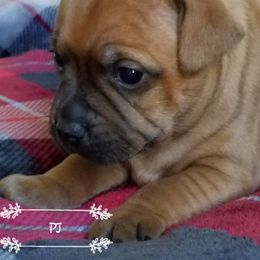 Staffordshire Bull Terrier Puppies from Melissa's Pups