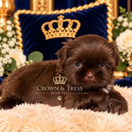 Prince Marshmallow - Chocolate male Shih Tzu puppy in Xenia, Ohio from Crown & Tress Shih Tzu