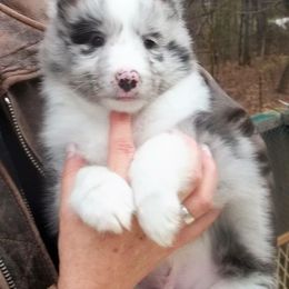 Shetland Sheepdog Puppies from Borthwick Shelties