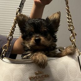 Yorkshire Terriers from Cristian's Yorkshire Terriers