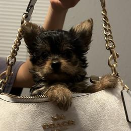 Yorkshire Terriers from Cristian's Yorkshire Terriers
