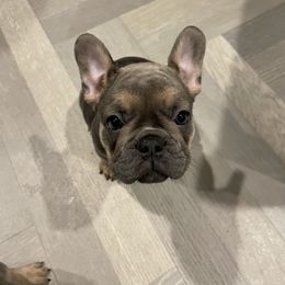 French Bulldog Puppies from 609 Frenchies