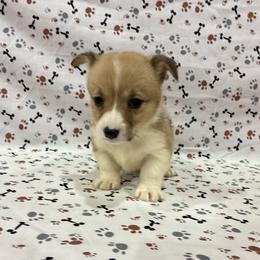 Star - White and red female Pembroke Welsh Corgi puppy in Fayetteville, Tennessee from Sulphur Springs Corgis